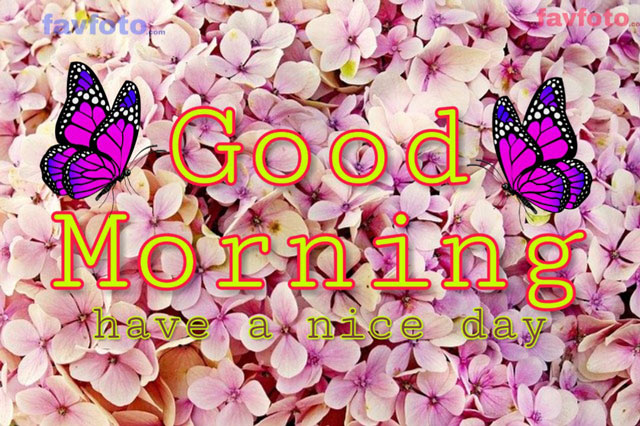 71+ Beautiful Good Morning Flowers Images with Best Wishes 10 good morning flowers