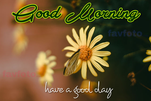 71+ Beautiful Good Morning Flowers Images with Best Wishes 2 good morning images flowers