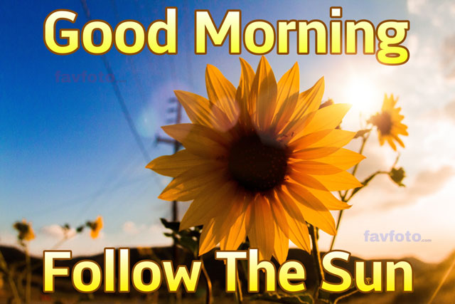 71+ Beautiful Good Morning Flowers Images with Best Wishes 15 good morning flower images