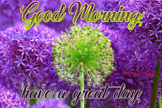 71+ Beautiful Good Morning Flowers Images with Best Wishes 17 good morning flowers