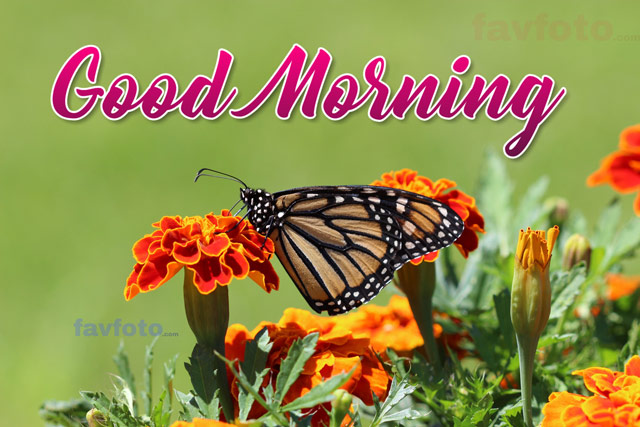 71+ Beautiful Good Morning Flowers Images with Best Wishes 10 good morning with flowers