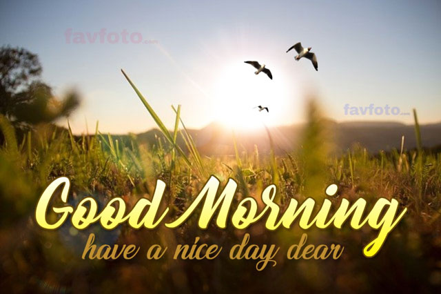 71+ Beautiful Good Morning Flowers Images with Best Wishes 5 images of morning wishes