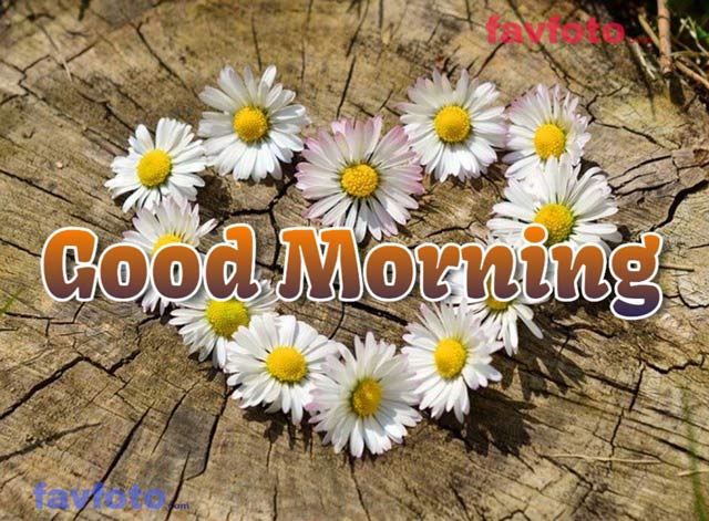 71+ Beautiful Good Morning Flowers Images with Best Wishes 18 good morning images with flowers
