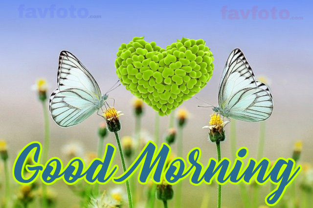 71+ Beautiful Good Morning Flowers Images with Best Wishes 16 good morning flower picture
