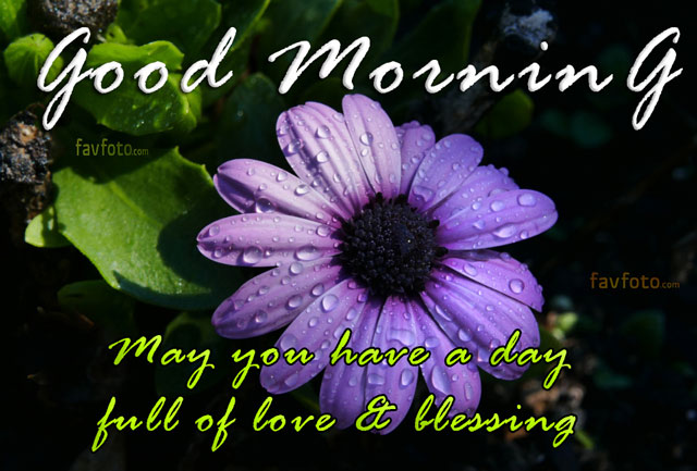 good morning flowers pictures for whatsapp