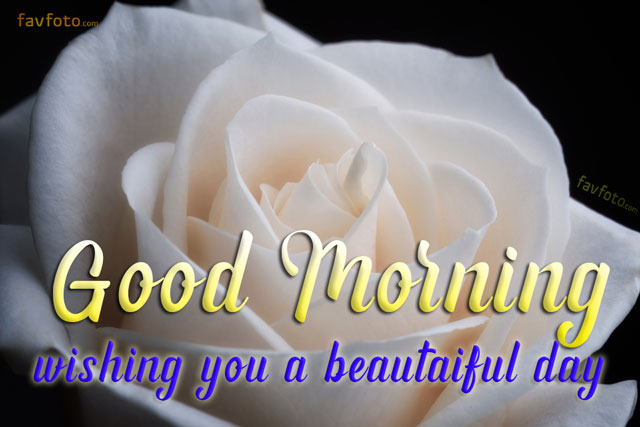 good morning friends have a nice day images