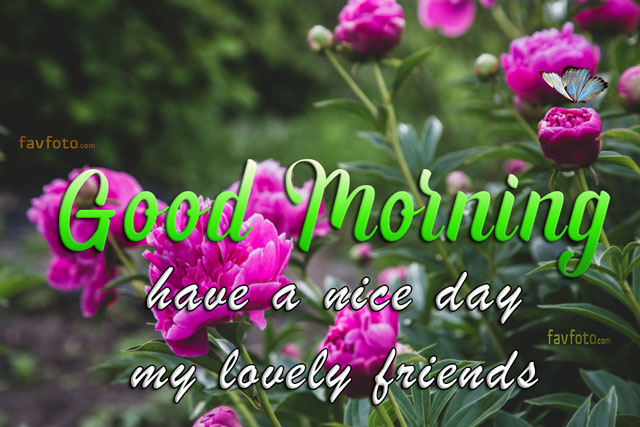 Good Morning Wishes With Rose