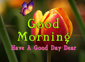 39 Beautiful Good Morning Flowers Hd Images Good Morning Wishes