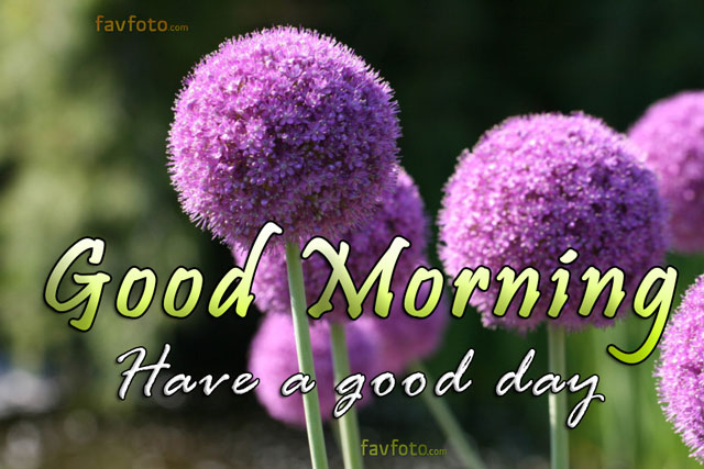 good morning flower pic