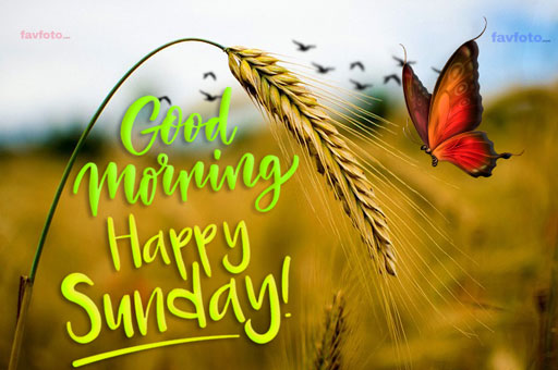 84+ Happy Sunday Good Morning Images for Whatsapp & Facebook 2023 10 sunday good morning images for whatsapp