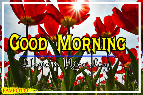 New Good Morning Images with Flowers