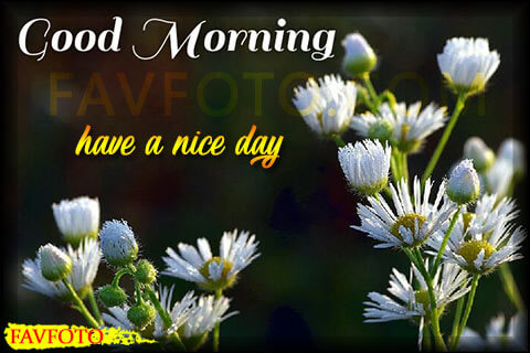 60+ HD Good Morning Wishes with Flowers Pictures and Greeting - Free Download 2022