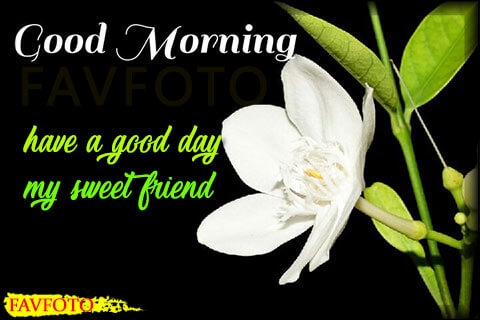 60+ HD Good Morning Wishes with Flowers Pictures and Greeting - Free Download 2022