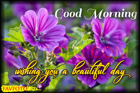 60+ HD Good Morning Wishes with Flowers Pictures and Greeting - Free Download 2022
