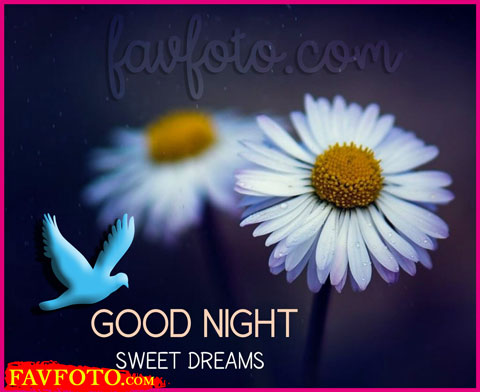 58+ Good Night Pic Download - New Good Night HD Pic Download 2022 » FAVFOTO