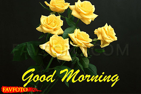 67+ Beautiful Good Morning Flowers Images with best wishes