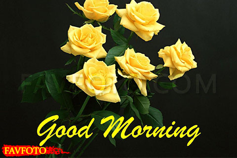 71+ Beautiful Good Morning Flowers Images with Best Wishes