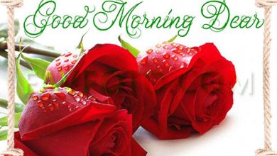 67+ Beautiful Good Morning Flowers Images with best wishes