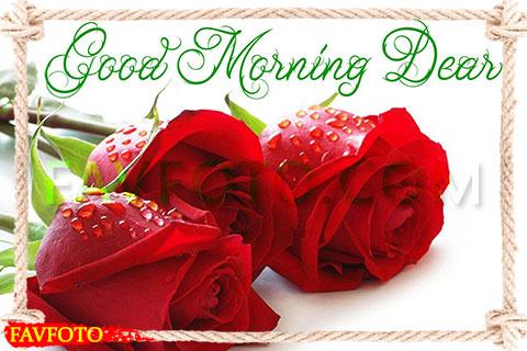 71+ Beautiful Good Morning Flowers Images with Best Wishes