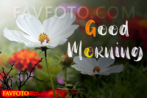 71+ Beautiful Good Morning Flowers Images with Best Wishes