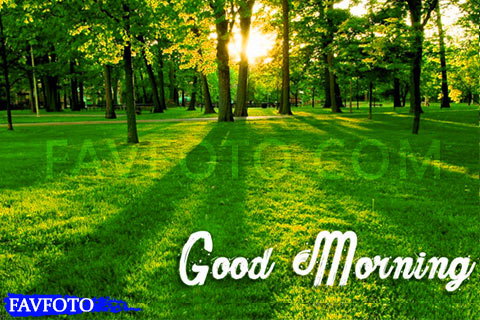 48+ Beautiful Good Morning Nature Images Wishes -[2022]
