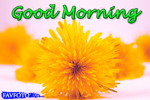 Good Morning Images with Flowers HD Download