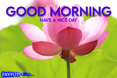 52+ Good Morning Images With Flowers HD Download - Good Morning Flowers Pic  2022 » FAVFOTO