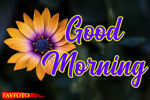 Good Morning Flower Images Free Download