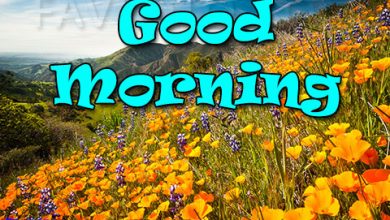 60+ HD Good Morning Wishes with Flowers Pictures and Greeting - Free Download 2022